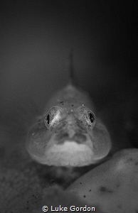 Ghostgoby Portrait by Luke Gordon 